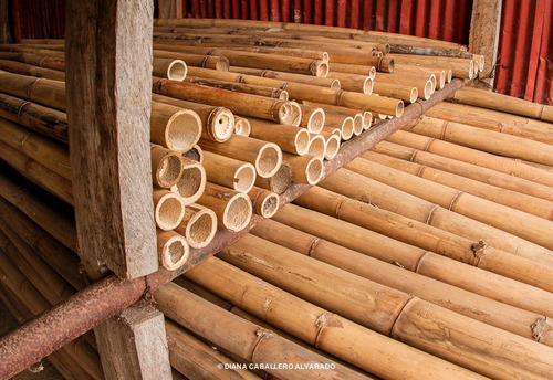 Bambú Preservado ( Tratado)  Para Construcción Y Decoración.