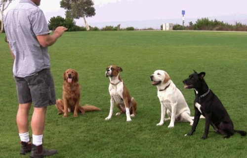 Apito ultrassônico e latido de treinamento de cães com proteção contra apito