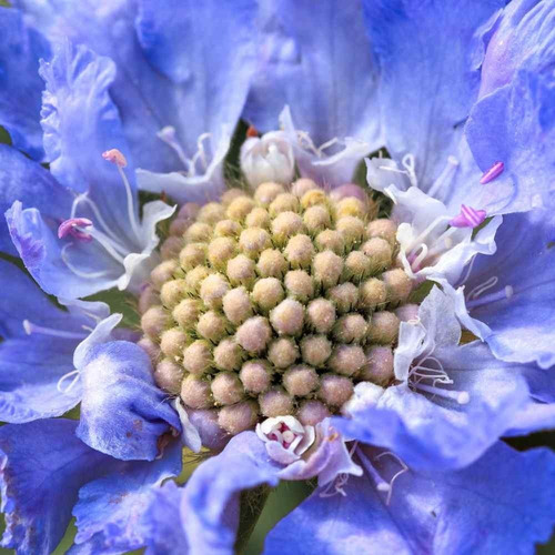 10 Semillas De Scabiosa Caucasica Perfección Azul Perenne