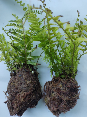 Muda De Samambaia Estrela Cadente Variegata (touceirinhas)