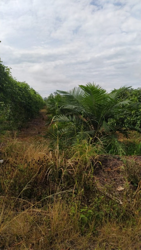 Imagen 6 de 13 de De Oportunidad Finca De 11.54 Has Con Palma Africana