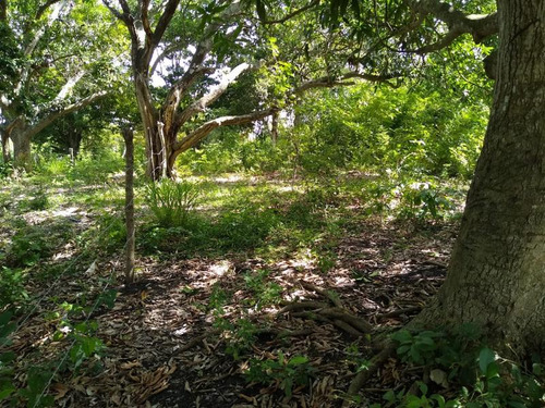 Venta Terreno 773 M² Col. El Naranjal Tuxpan Veracruz