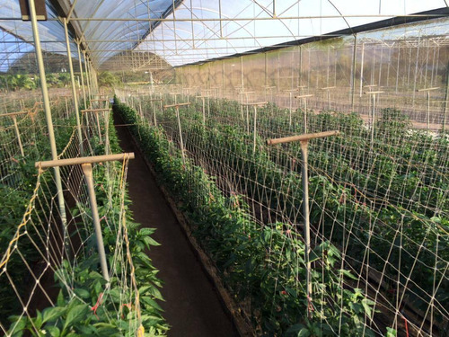 Imagen 7 de 14 de Finca En Venta En Aguirre