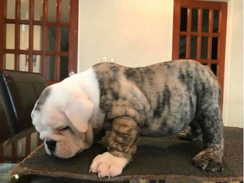 Hermosos Cachorros Bulldog Ingles Línea De Campeones