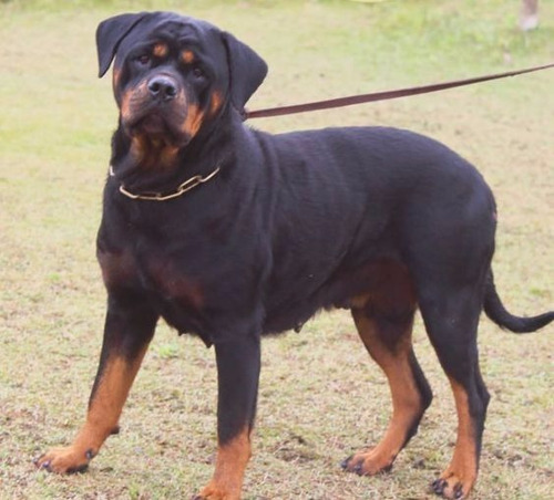 Filhotes De Rottweiler Pais Importados Da Europa