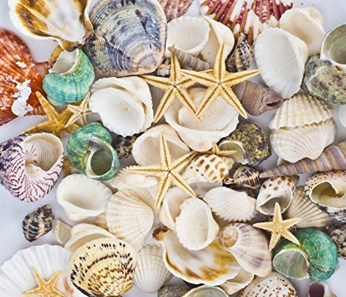 Famoby Conchas De Mar Mixtas De Playa Conchas Estrellas De M