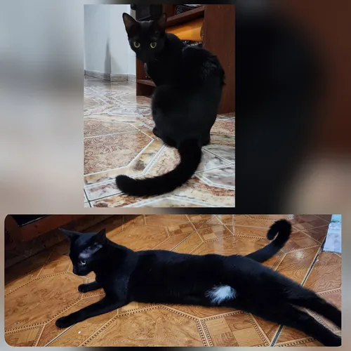 Gatos En Adopción