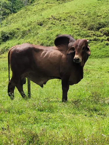 Se Vende Finca Ganadera En Doradal