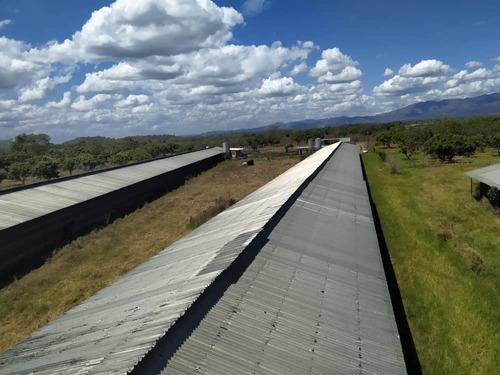 Imagen 16 de 20 de Granja De Gallinas Ponedoras Valencia Edo Carabobo