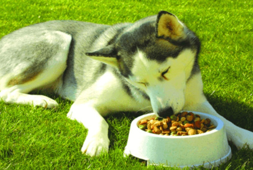Imagen 2 de 2 de Alimento Kirkland Premium Perro Adulto Cordero Vegetales18kg