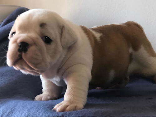 Imagen 3 de 10 de Cachorros Bulldog Inglés Con Pedigri Kcu