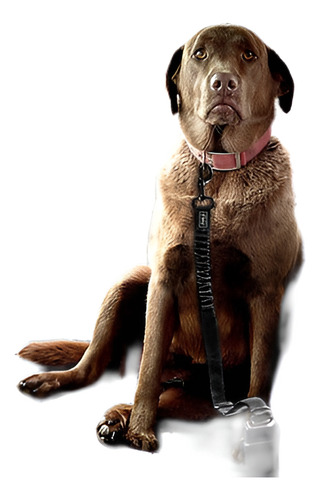 Mascota Cachorro Perro Coche Cinturón Correa Seguridad Arnés