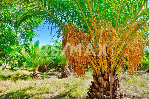 The Crown Jewel At Las Animas, San Jose Del Cabo, Mls #23-131