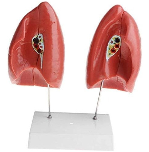 Pulmones Sistema Respiratorio Modelo Anatómico