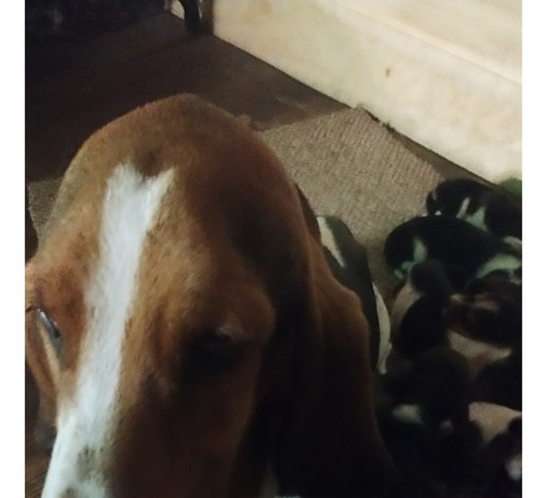 Basset Hound Pucon