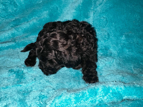 Hermoso Poodle Mini Machito Negro Azulado