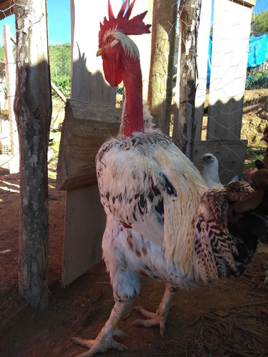 Gigante De Pescoço Pelado Ovos Galados 15 Ovos Dz