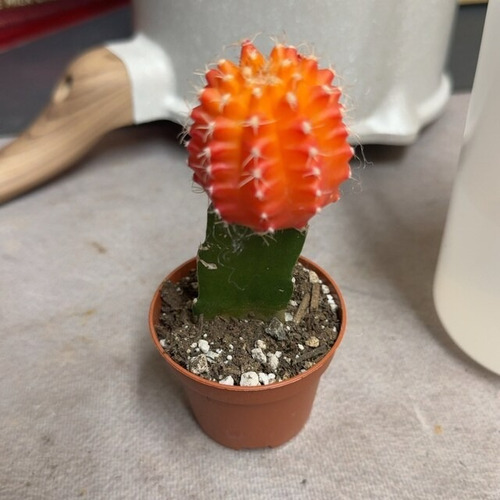 400 Semillas Suculentas, Cactus Diablo, Lila, Nara+ Sustrato