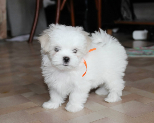 Hermosos Cachorros Bichon Maltes Blancos Con Vacunas