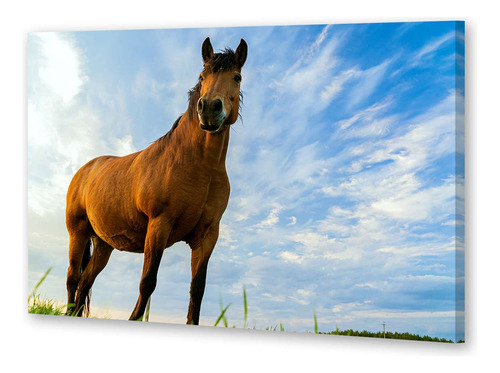 Cuadro Canvas Caballo Mirada Cielo Frente Campo