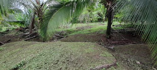 Imagen 11 de 11 de Vendo Finca El Carmen De Siquirres, Pueblo El Civil, Provincia De Limón
