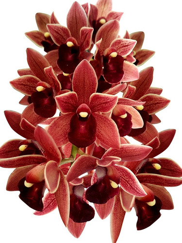 Muda Orquídea Cymbidium Pendente Dorothy Stockstill 