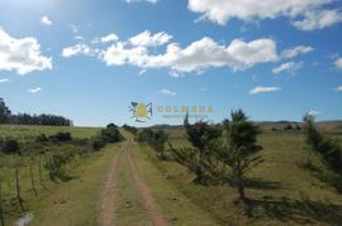 Campo De 11 Has En Camino A Zanja De Chavez/ Abra Perdomo. A 30 Km De Punta Del Este. Consulte!!!!!!- Ref: 2039