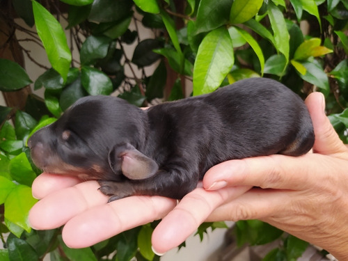  Salchicha Dachshund Cachorros Mini Reserva