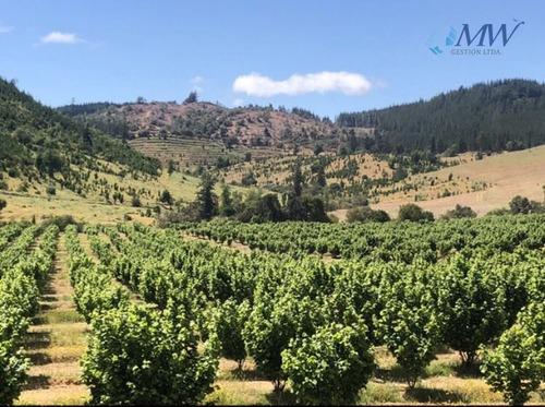 Precioso Campo En La Región Del Maule, Comuna De Pencahue.