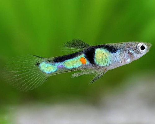Guppy Endler El Tiger (casal)