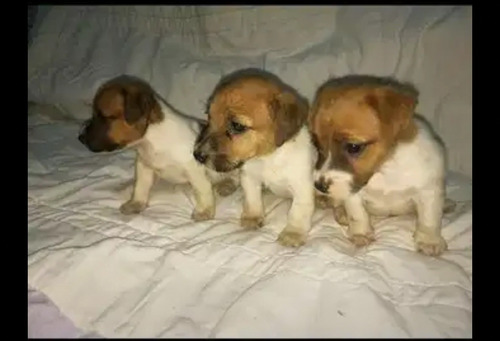 Imagen 9 de 11 de Vendo Padrillo Jack Rusell Pedigri Plata.