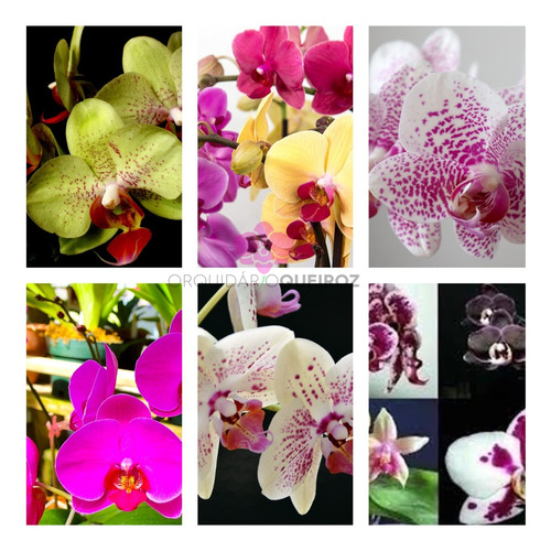 Kit 12 Mudas De Orquidea Phalaenopsis Lindas Frete Grátis