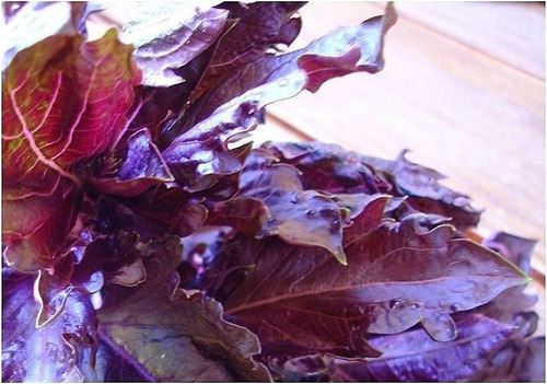 10 Gramos Semillas Albahaca Purpura - Ocimum Basilicum 200-