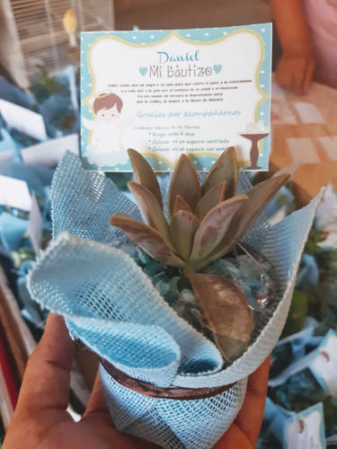 Imagen 1 de 7 de Recuerdos Bautizo 30 Plantas Suculentas Decoradas