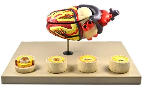 comprar Eisco Laboratorios Modelo Del Corazón Humano Condiciones Pat