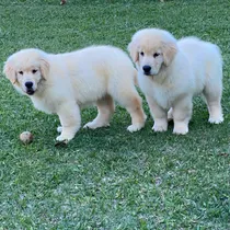Comprar Cachorros Golden Retriever Maxima Pureza, Garantía 3 Años