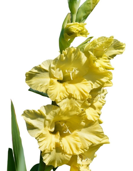 Flor Azaleia Amarela | MercadoLivre 📦