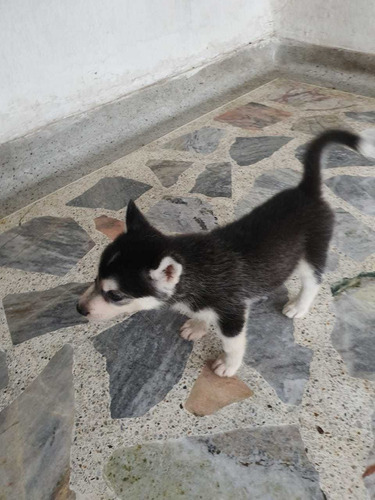 Imagen 3 de 4 de Cachorros Huski Disponible
