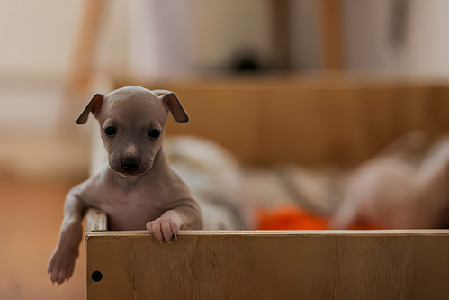 Perros Lebrel Italiano Cachorros Galgo Italiano En Venta