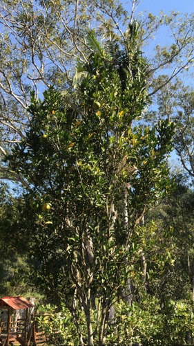 Imagem 3 de 15 de Chácara Na Lagoa Apta Para Financiamento Bancário