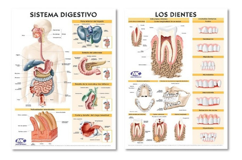 Cerebro Humano Con Arterias Encefalo