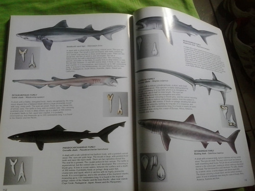 Sharks History And Biology Of The Lords Of The Sea