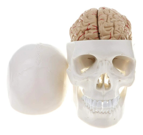 Cráneo Con Cerebro - Modelo Anatómico Desarmable