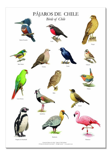 Poster - Lámina Con 15 Pájaros Chilenos