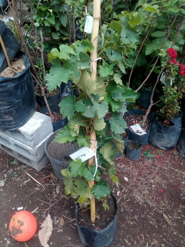 Paq Planta Uva Red Globe Y Uva Thompson Parras Mercadoenvíos