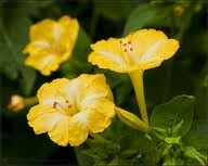 Mirabilis Jalapa Amarilla 6 Semillas Planta De Sol Sdqro2