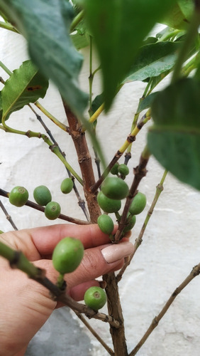 Plantas De Café Productivas