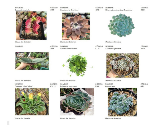 Plantas Suculentas Pequeñas, Un Detalle Vivo.