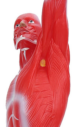 Modelo De Sistema Muscular De 50 Cm