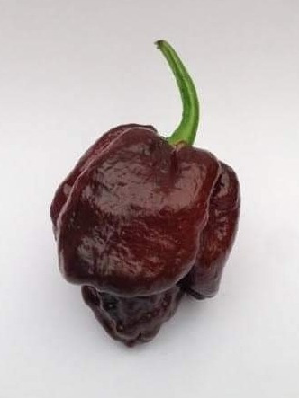 10 Semillas Chile Moruga Scorpion Chocolate